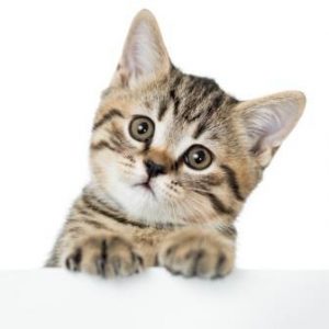 katzen-erziehen-05